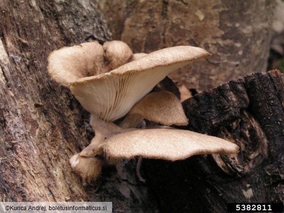 bukov ostrigar (<i>Pleurotus ostreatus</i>)