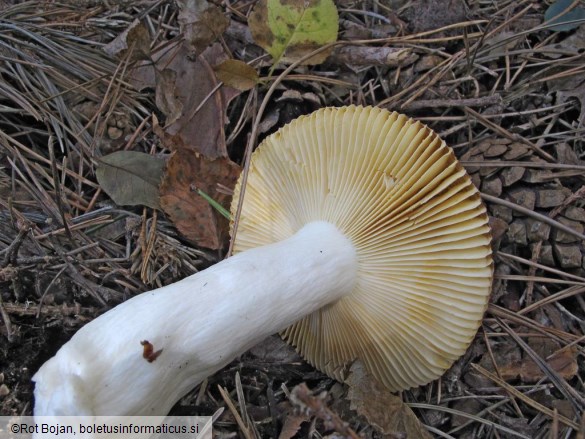 Russula sardonia