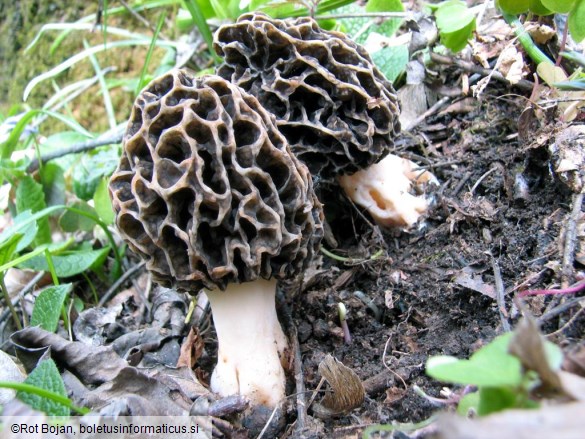Morchella esculenta var. umbrina