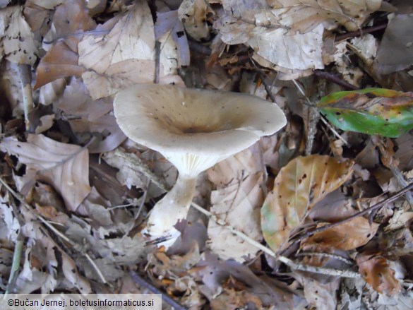 Clitocybe clavipes