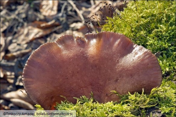 Panellus serotinus