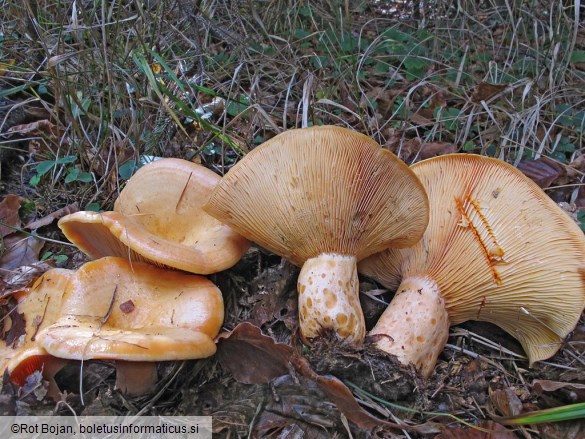 Lactarius salmonicolor