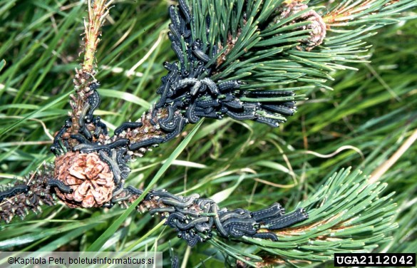 rjava borova grizlica (<i>Neodiprion sertifer</i>) na <i>Pinus mugo</i>