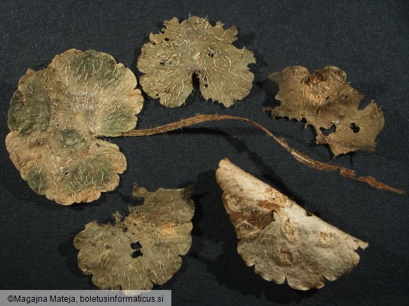 Puccinia chrysosplenii 