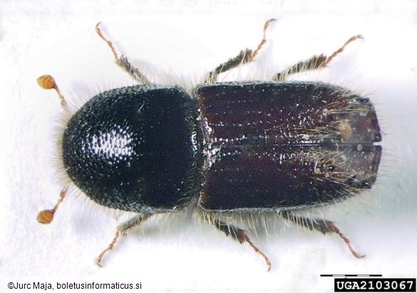 osmerozobi smrekov lubadar ali knaver (<i>Ips typographus</i>)