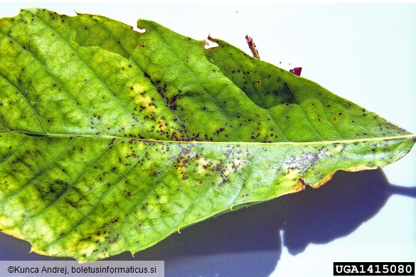 kostanjeva listna pegavost (<i>Mycosphaerella maculiformis</i>) na <i>Castanea sativa</i>