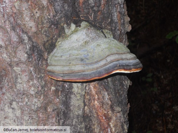 Fomitopsis pinicola