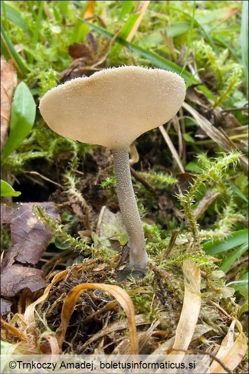 Helvella macropus