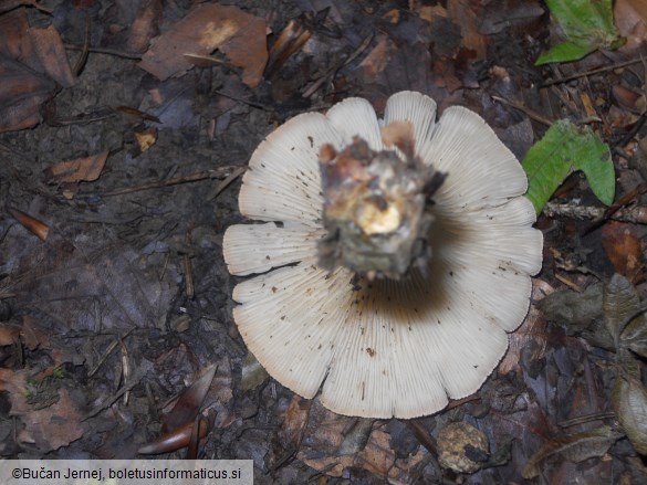 Clitocybe gibba