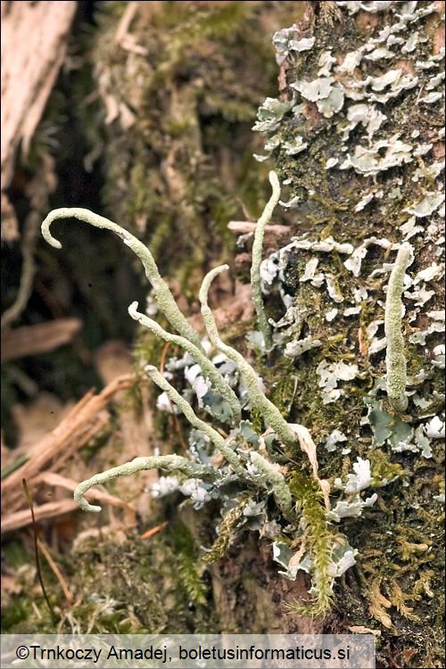 Cladonia coniocraea