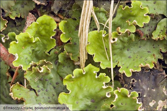 Peltigera leucophlebia