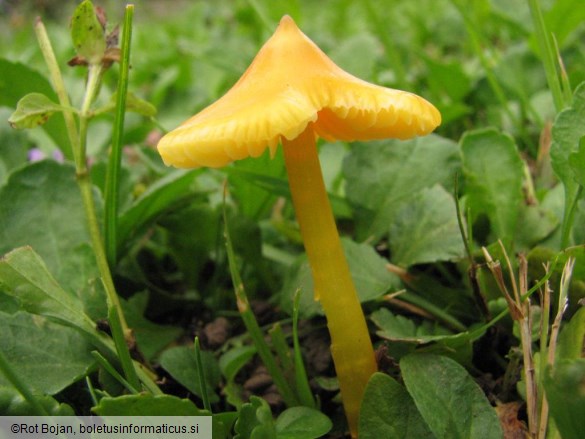 Hygrocybe acutoconica var. acutoconica