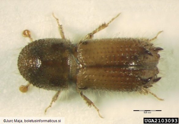 ostrozobi jelov lubadar (<i>Pityokteines spinidens</i>)
