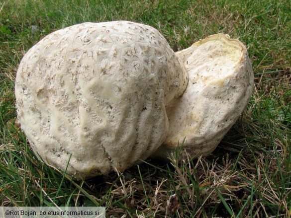 Calvatia utriformis