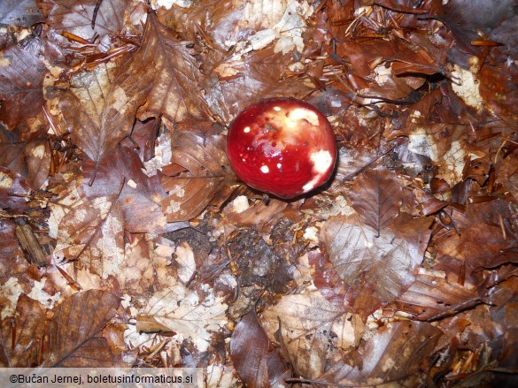 Russula xerampelina