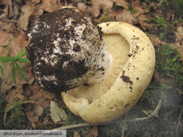 Leucopaxillus tricolor