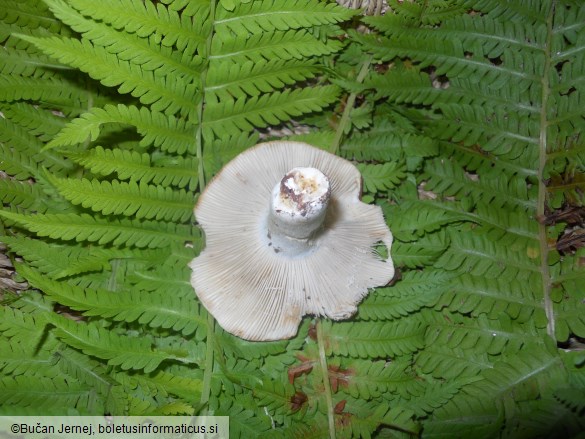 Russula delica