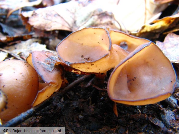 Dumontinia tuberosa