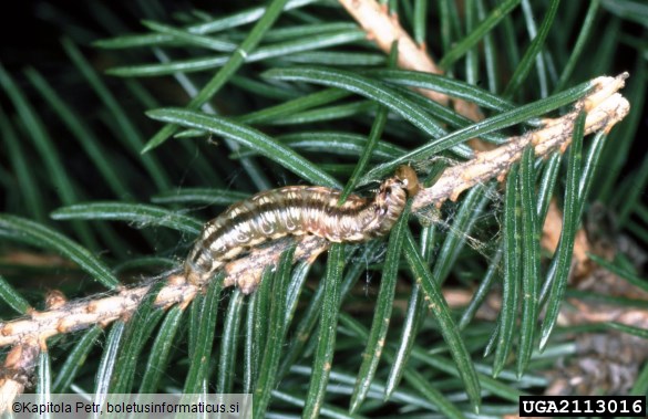 <i>Cephalcia fallenii</i> na <i>Picea abies</i>