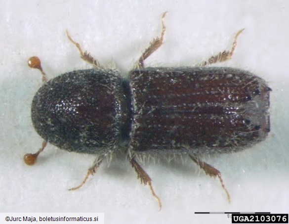 mrki borov lubadar (<i>Orthotomicus suturalis</i>)