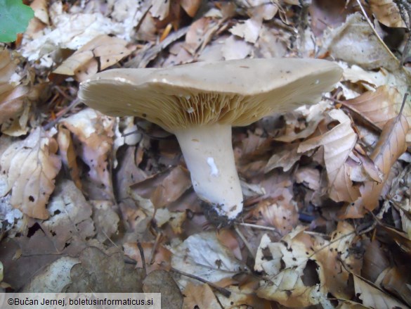 Lactarius fuliginosus