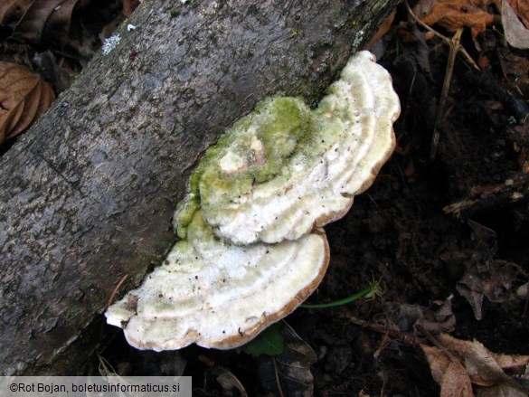 Trametes hirsuta