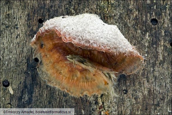 Phlebia tremellosa