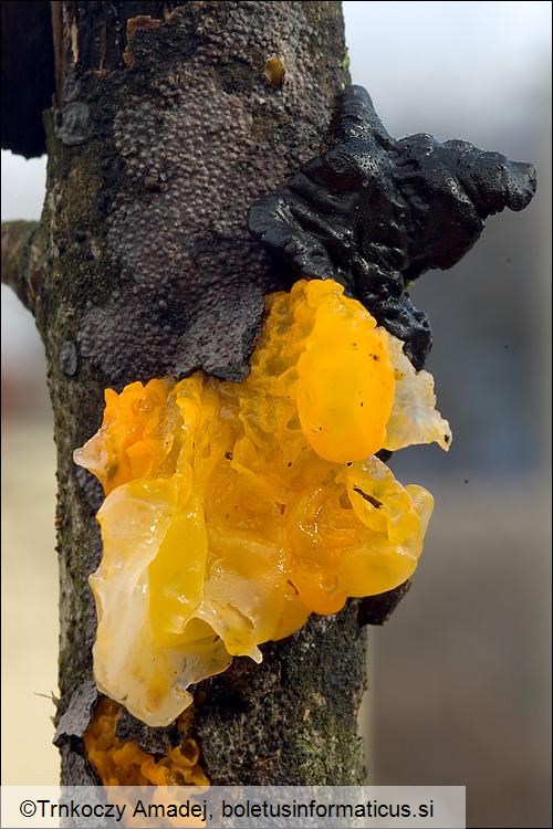 Tremella mesenterica