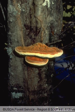 sršati luknjač (<i>Inonotus hispidus</i>) na <i>Quercus nigra</i>