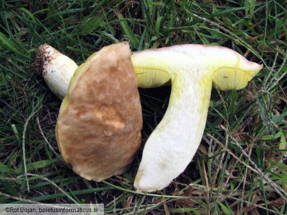 Boletus depilatus