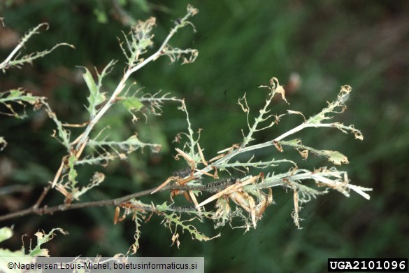 gobar (<i>Lymantria dispar</i>) na <i>Quercus</i> spp.