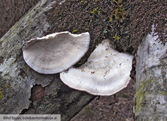 Trametes pubescens