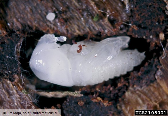 osmerozobi smrekov lubadar ali knaver (<i>Ips typographus</i>) na <i>Picea abies</i>