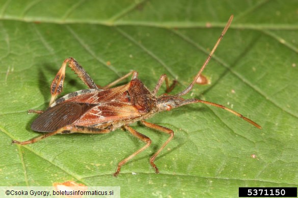 storževa listonožka (<i>Leptoglossus occidentalis</i>)