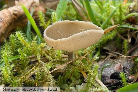 Helvella macropus