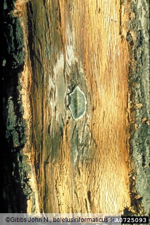 hrastova uvelost (<i>Ceratocystis fagacearum</i>) na <i>Quercus</i> spp.