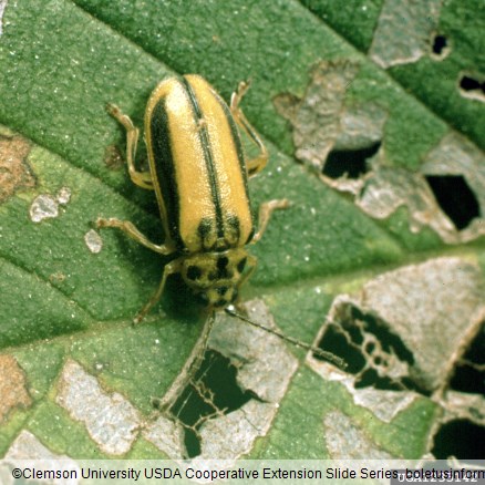 brestovka (<i>Xanthogaleruca luteola</i>) na <i>Ulmus</i> spp.