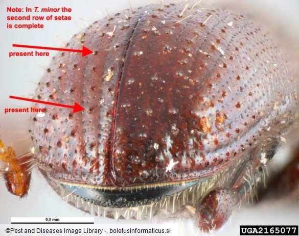 mali borov strženar (<i>Tomicus minor</i>)