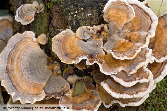 Trametes versicolor