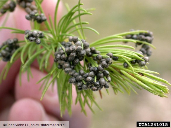 sibirska svilena kokljica