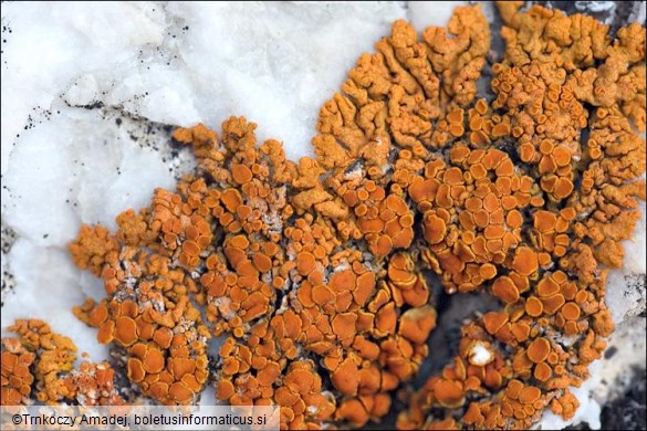 Xanthoria elegans