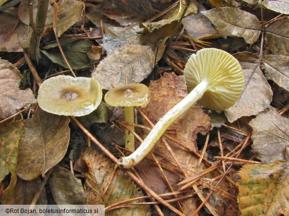 Hygrophorus hypothejus