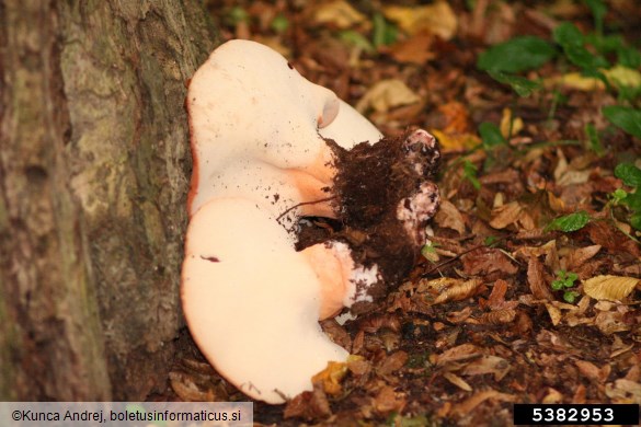 jetrasta cevača (<i>Fistulina hepatica</i>) na <i>Quercus</i> spp.