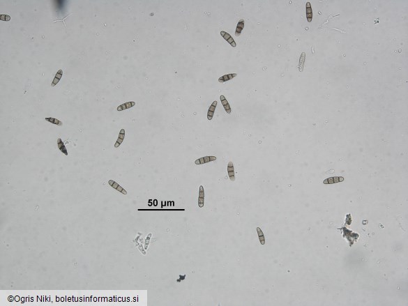 Hysterium angustatum