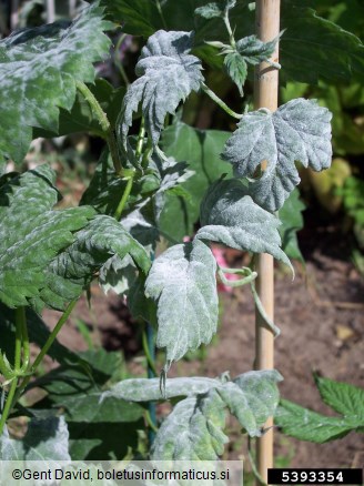 <i>Podosphaera macularis</i> na <i>Humulus lupulus</i>