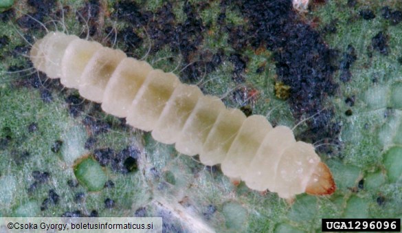 platanov listni zavrtač (<i>Phyllonorycter platani</i>)