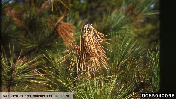 odmiranje smrekovih poganjkov (<i>Sirococcus conigenus</i>) na <i>Pinus resinosa</i>