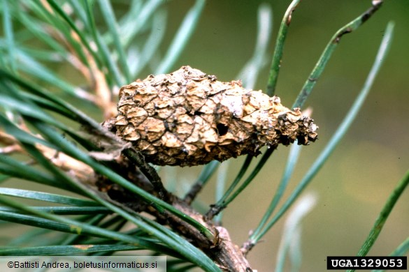 rilčkar borovih storžev (<i>Pissodes validirostris</i>) na <i>Pinus sylvestris</i>