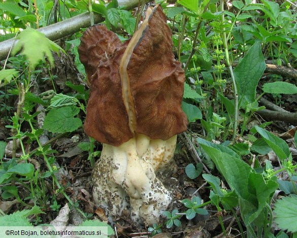 Gyromitra gigas