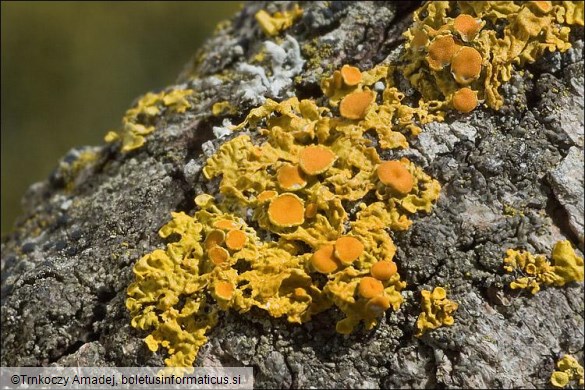 Xanthoria parietina